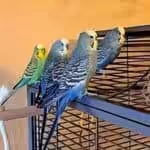 Pfiffige Welliquartett