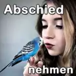 Gastbeitrag: Abschied von Wellensittichen nehmen