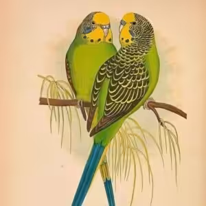 Alte Wellensittichzeichnung