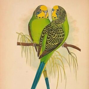 Budgerigar