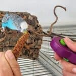 Clickertraining