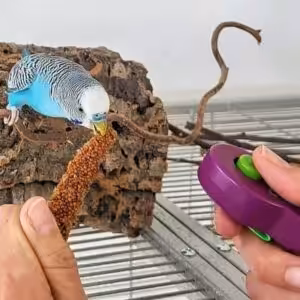 Clickertraining mit Wellensittich