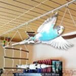 Freiflugzimmer Freiflugzimmer