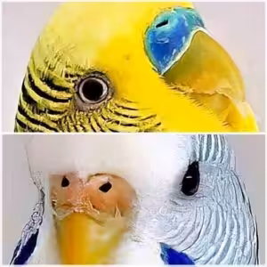 Hahn und Henne (Geschlecht)