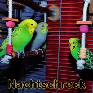 Gefahr: Nachtschreck bei Wellensittichen