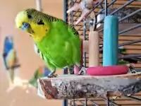 Freund