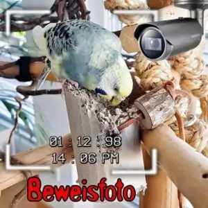 Beweisfoto
