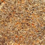 BirdBox Diät-Mischung BirdBox Diät-Mischung