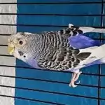 Elli mit abgeschwollenem Auge