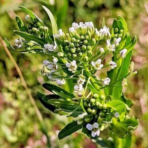 Blüten des Hellerkrautes