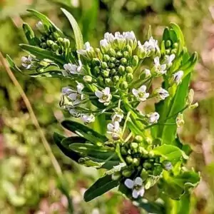 Blüten des Acker-Hellerkrautes