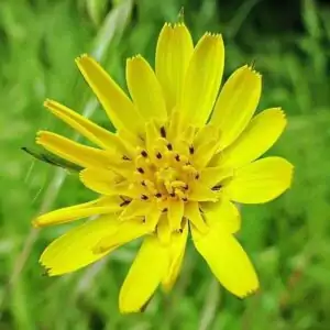 blüte des Wiesen-Bocksbart