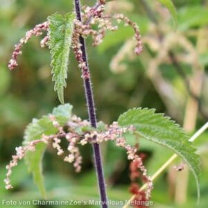 Samen der Brennnessel