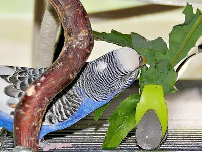 Wellensittich knabbert an Blättern der Gänsedistel