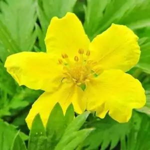 Blüte des Gänsefingerkrautes