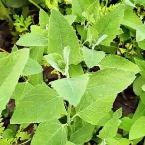 Blätter der Garten-Melde