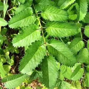 Blätter des Großen Wiesenknopfes
