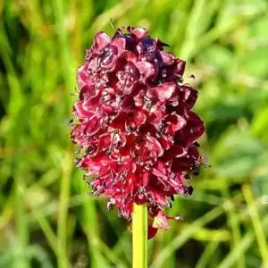 Blüten des Großen Wiesenknopfes