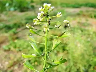 Hirtentäschel