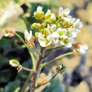 Blüten des Hirtentäschel