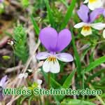 Futterpflanze: Wilde Stiefmütterchen (Viola tricolor)