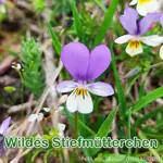 Futterpflanze: Wilde Stiefmütterchen (Viola tricolor)