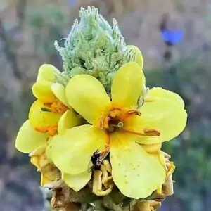 Blüten der Königskerze