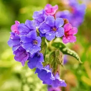 blüten des Lungenkrautes