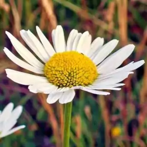 Blüte der Margerite