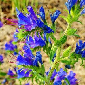 Blüten des Natternkopf