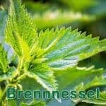 Futterpflanze: Brennnessel (Urtica spec.)