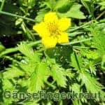 Futterpflanze: Gänsefingerkraut (Argentina anserina)