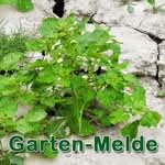 Futterpflanze: Garten-Melde (Atriplex hortensis)