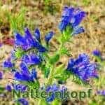Futterpflanze: Gewöhnliche Natternkopf (Echium vulgare)