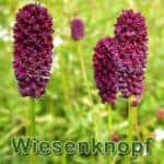 Futterpflanzen: Kleine Wiesenknopf (Sanguisorba minor) und Große Wiesenknopf (Sanguisorba officinalis)