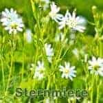 Futterpflanze: Große Sternmiere (Rabelera holostea)