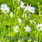 Futterpflanze: Große Sternmiere (Rabelera holostea)
