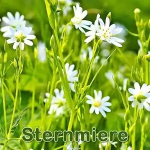 Futterpflanze: Große Sternmiere (Rabelera holostea)