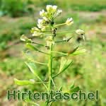 Futterpflanze: Hirtentรคschelkraut (Capsella bursa-pastoris)