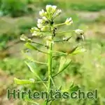 Futterpflanze: Hirtentäschelkraut (Capsella bursa-pastoris)