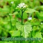 Futterpflanze: Knoblauchsrauke (Alliaria petiolata)