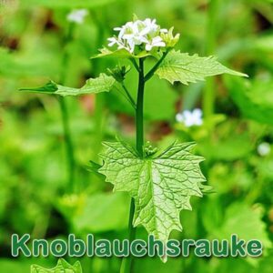 Knoblauchsrauke