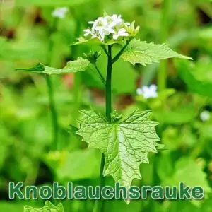 Futterpflanze: Knoblauchsrauke (Alliaria petiolata)