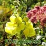Futterpflanze: Kleinblütige Königskerze (Verbascum thapsus) und Großblütige Königskerze (Verbascum densiflorum)