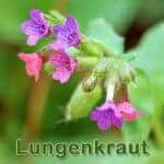 Futterpflanze: Kleingefleckte Lungenkraut (Pulmonaria officinalis)