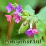 Futterpflanze: Kleingefleckte Lungenkraut (Pulmonaria officinalis)