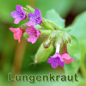 Echtes Lungenkraut