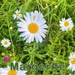 Futterpflanze: Wiesen-Margerite (Leucanthemum vulgare)