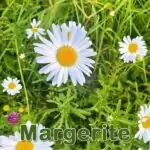 Futterpflanze: Wiesen-Margerite (Leucanthemum vulgare)