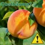 Obstbäume geeignet für Wellensittiche?